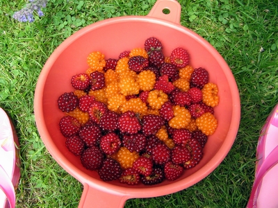 Salmonberries in a bowl