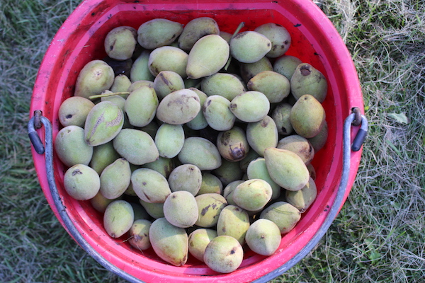 Bucket of Butternuts, also known as white walnuts