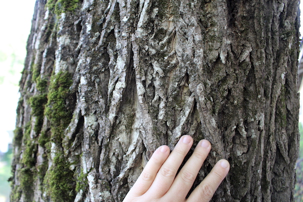 Butternut Tree Bark