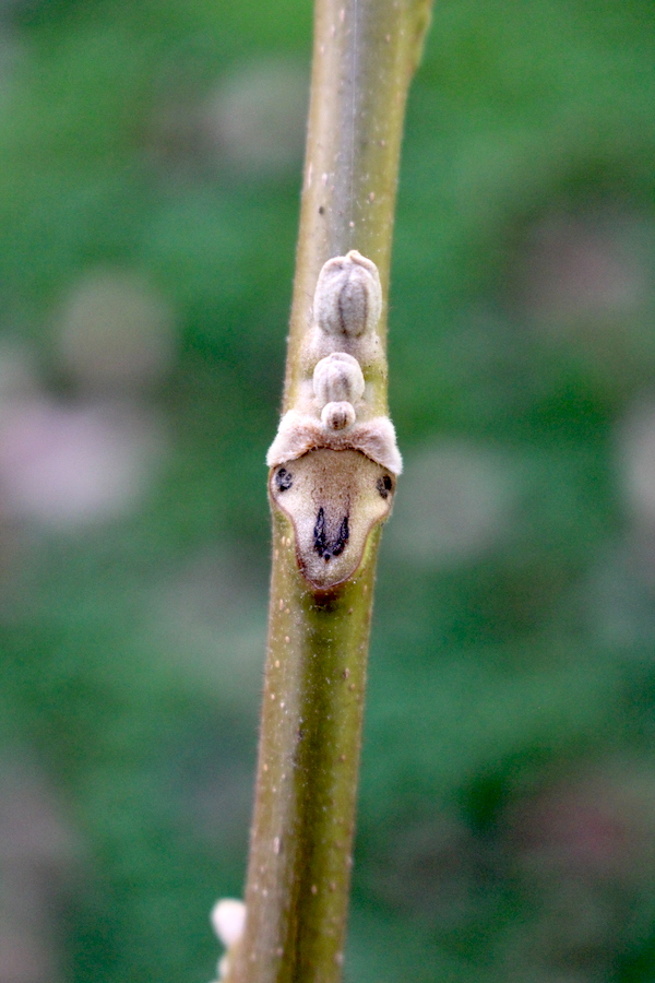 Butternut Leaf Scar