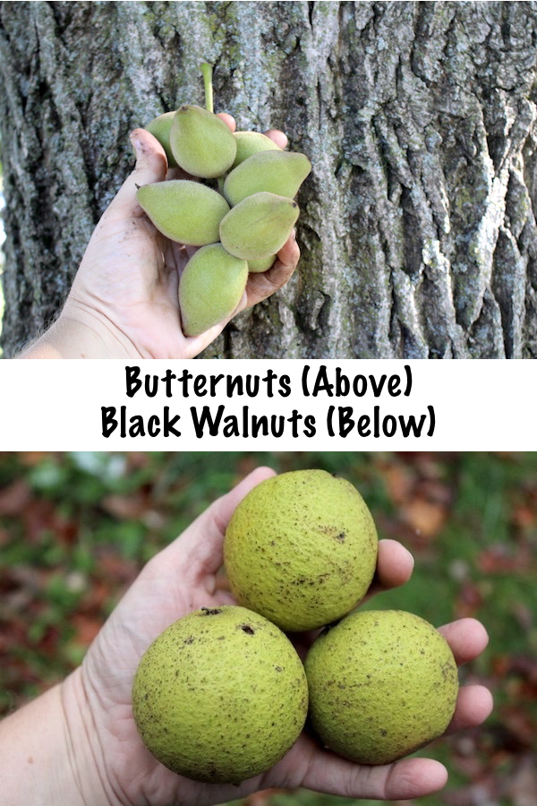 Butternuts Compared to Black Walnuts