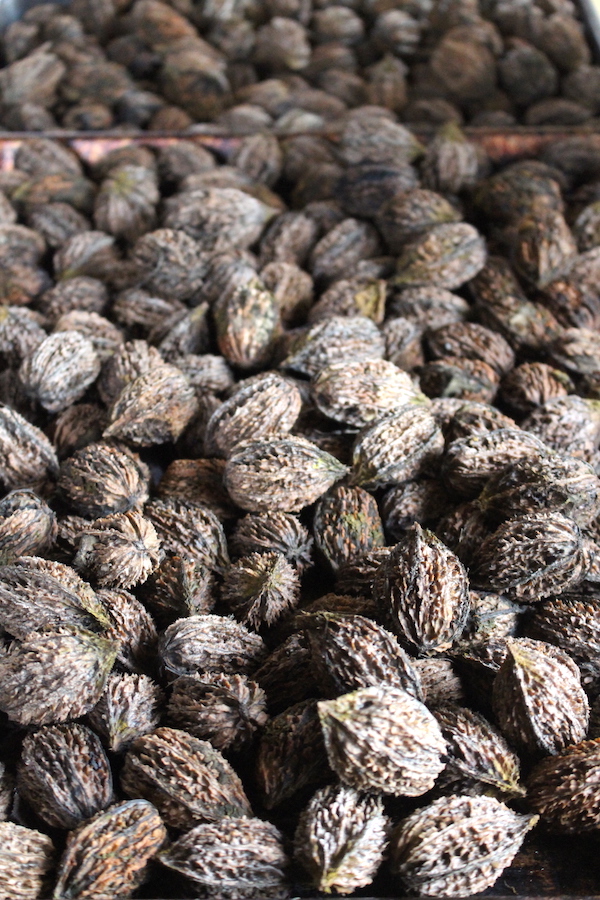 Butternuts Curing on a tray ~ The nuts need to dry for several weeks before either cracking and eating, or long term storage.