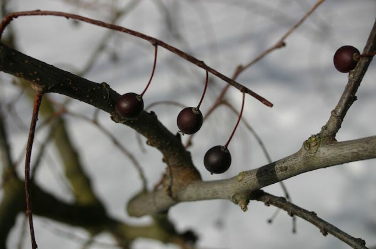 Hackberry (Celtis occidentalis)
