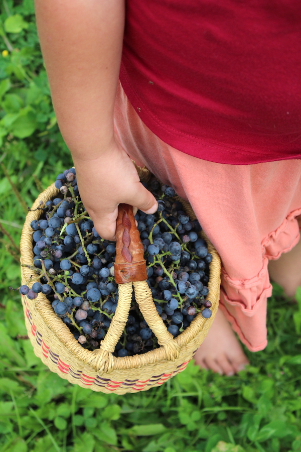 Child with basket of wild grapes
