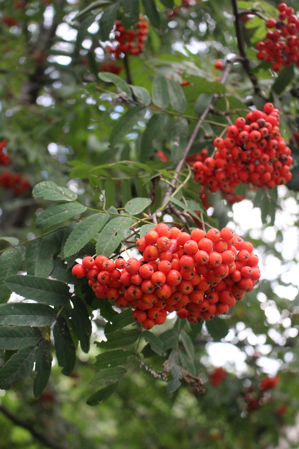Clusters of Wild Edible Rowanberries