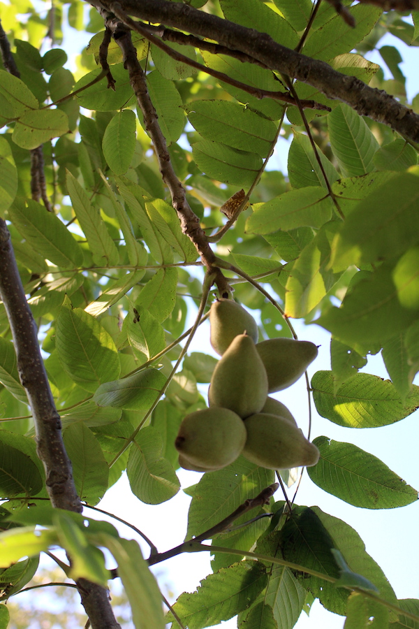 Cluster of butternuts on the tree