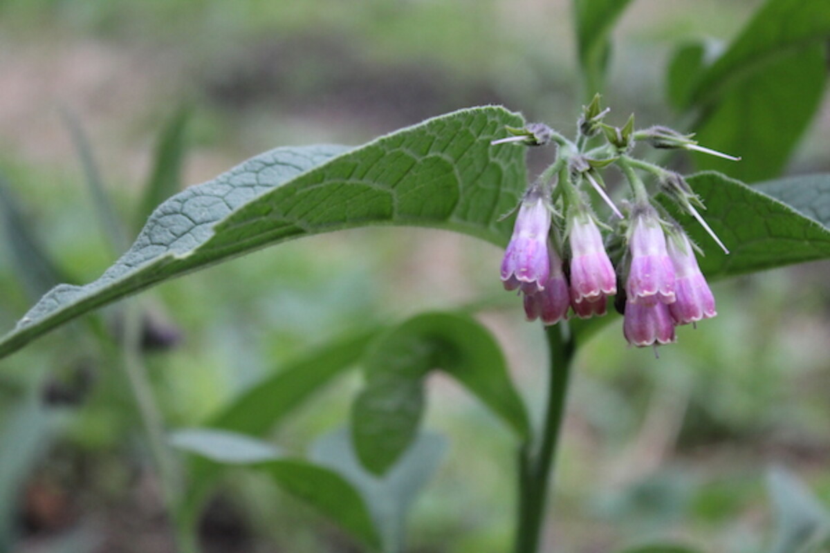 comfrey flowers