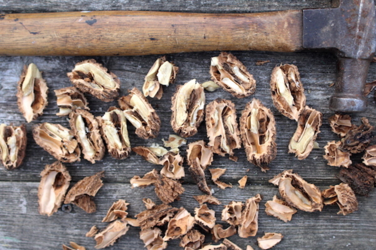 Cracking Butternuts with a hammer