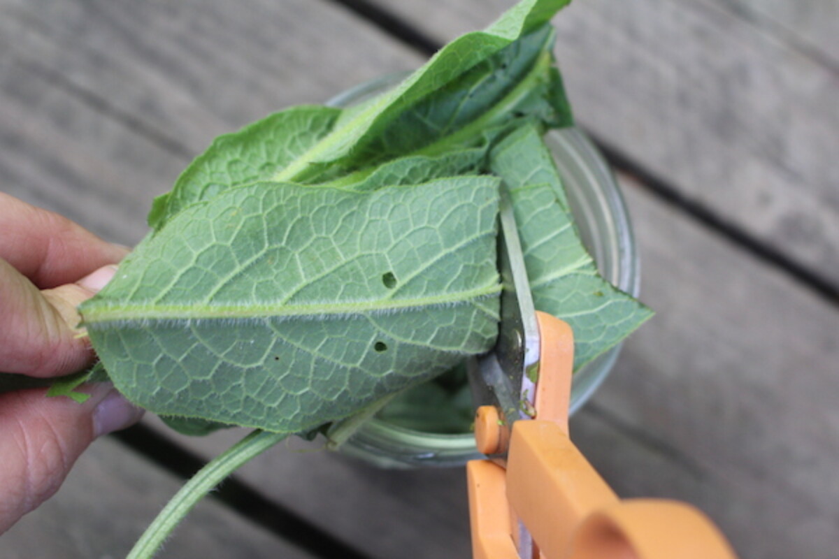 Cutting comfrey leaves to make an infused oil, and eventually a comfrey salve.