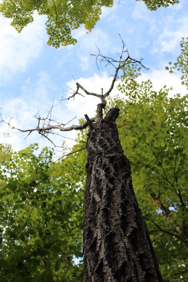 The bark of a dead butter nut tree in our woods.
