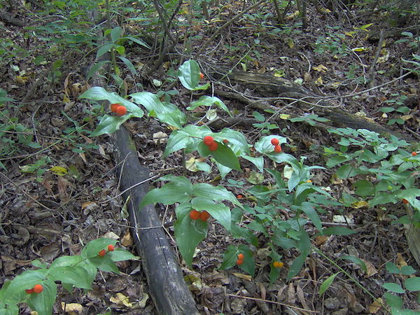Fairybell Fruit