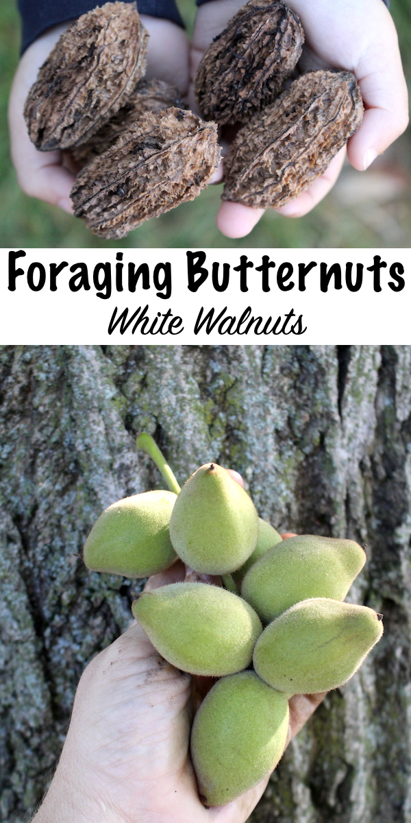 Foraging Butternuts (Juglans cinerea) ~ Also known as white walnuts, these edible wild nuts are sweet and mild. Unlike black walnuts that can be bitter, butternuts are a real treat. Learn how to identify butternut trees and process their delicious wild edible nuts. #foraging #wildfood #selfreliance