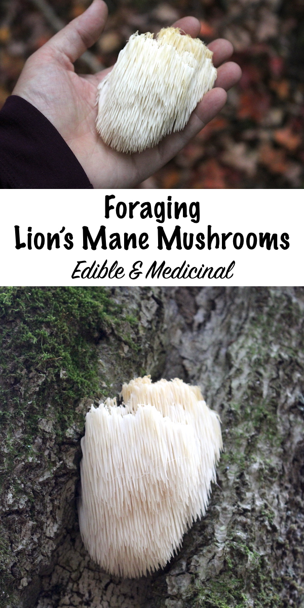 Foraging Lion's Mane Mushrooms ~ Easy to identify, edible and medicinal, lion's mane mushrooms are basically the perfect mushroom. They have no known look alikes, taste delicious and are showing promise as a treatment for cognitive issues such as Alzheimer's and dementia. Learn how to and identify lion's mane mushrooms in the wild! #foraging #mushrooms #wildfood