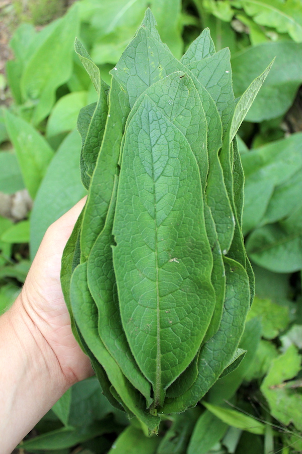 Harvesting comfrey leaves from my garden for a homemade comfrey salve for low back pain.