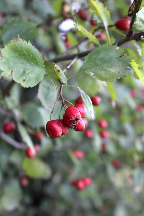 Wild Hawthorn Fruits