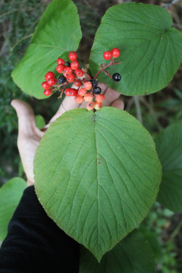 Hobbleberry plants are a species of viburnum with edible wild berries that taste quite sweet.