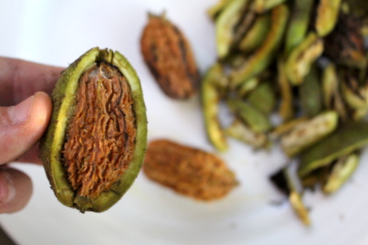 Husking Butternuts by scoring the green husks with a sharp knife.