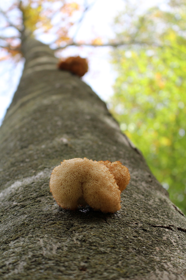 Lion's Mane Mushroom Above