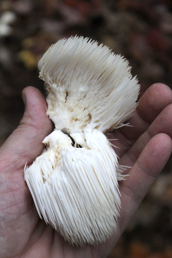 Interior of a lion's mane mushroom showing its structure as a mass of icicle-like teeth.