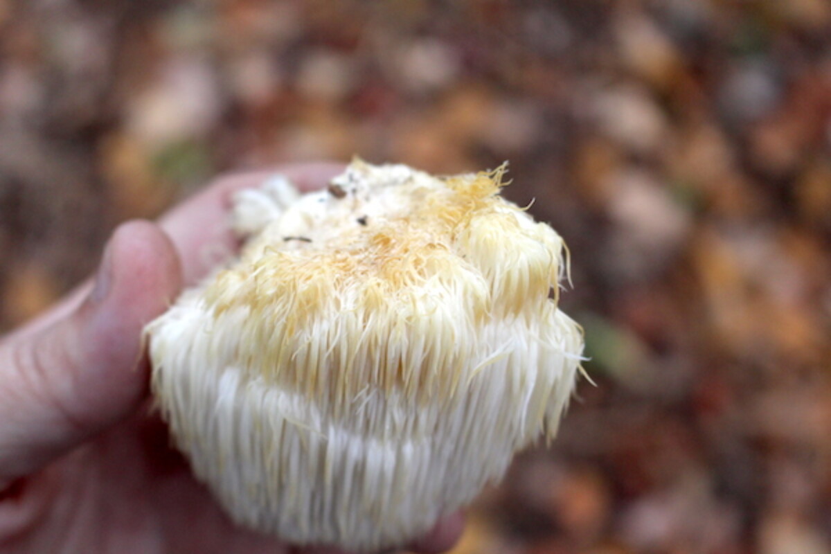 A lion's mane mushroom beginning to discolor at the top as it's just past prime.