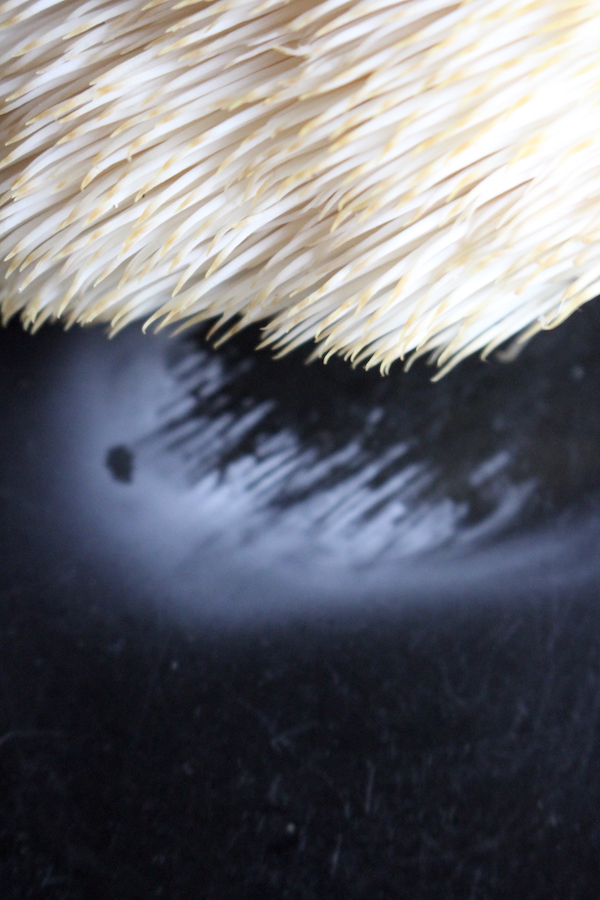 Lion's Mane Mushroom Spore Print