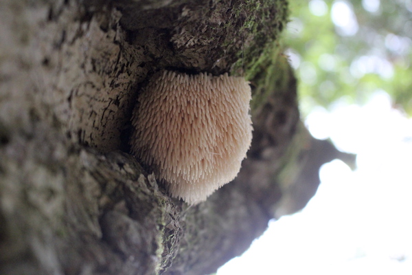 Lion's Mane Mushroom Underside