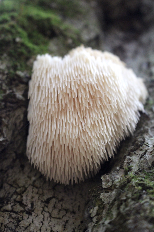 The underside of a lion's mane mushroom, showing the bottom of the teeth growth pattern.