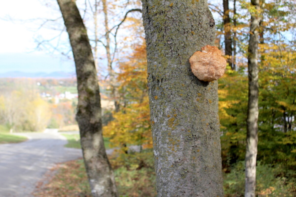 A lion's mane mushroom (past prime) on a dying beech tree by the side of the road in Vermont.