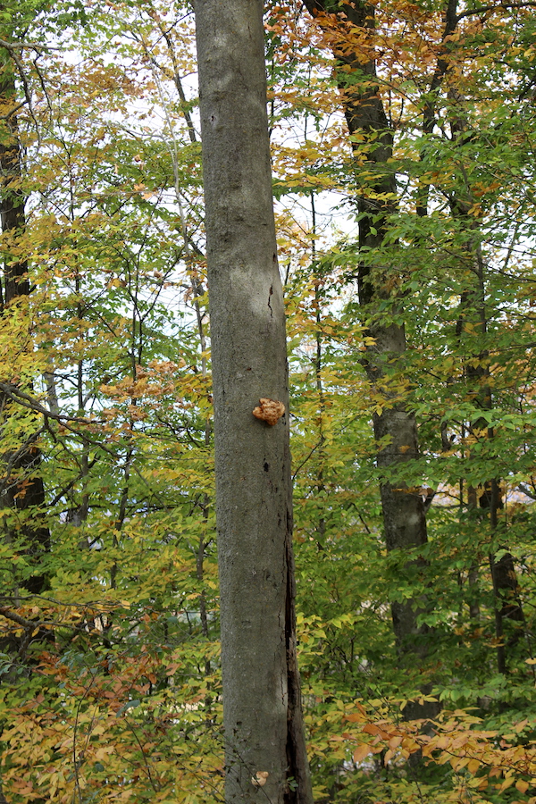 Lion's mane mushroom (past prime) on a large beech tree. Originally I thought this was a standing dead, but when I got closer it was still clinging to life with a few leaves.