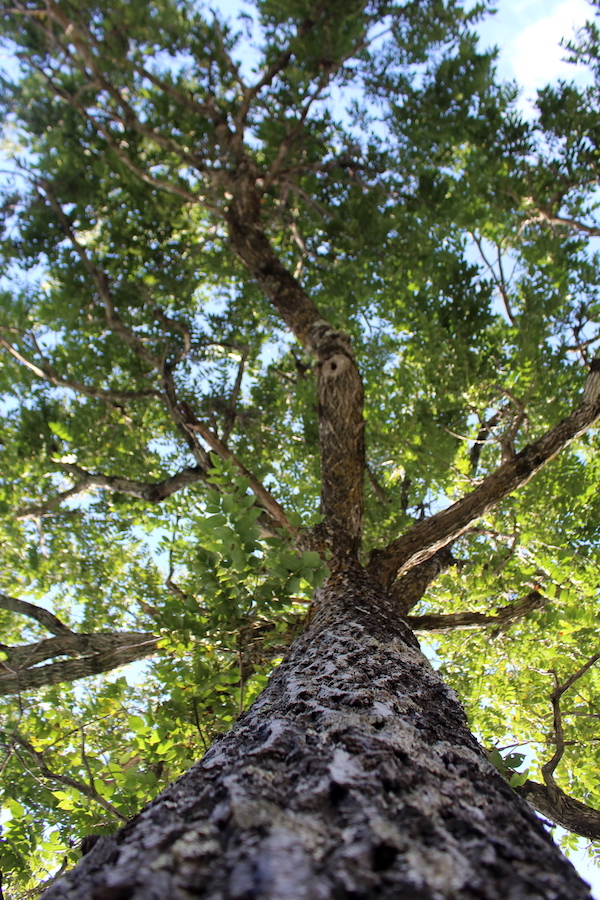 Living Butter nut tree bearing nuts