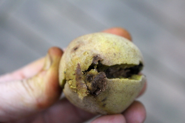 Mallet Cracked Butternut Husk