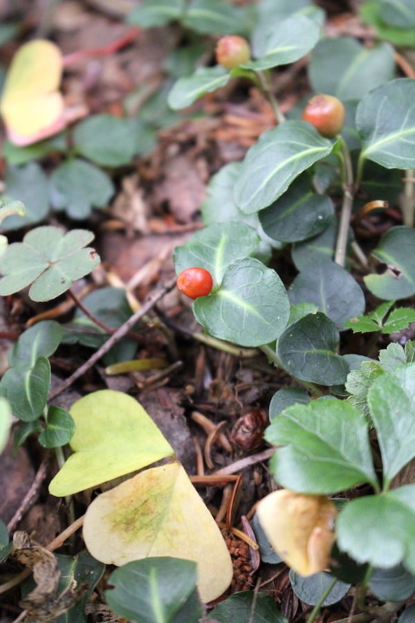 Partridgeberry Fruits just beginning to ripen in late October.