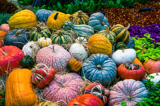 Pumpkin preservation methods also extend to other varieties of winter squash too!
