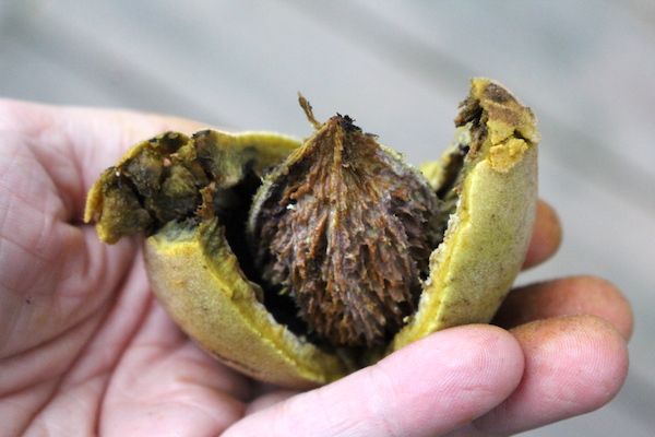 Opening a butternut husk after it's been loosened by a rubber mallet.