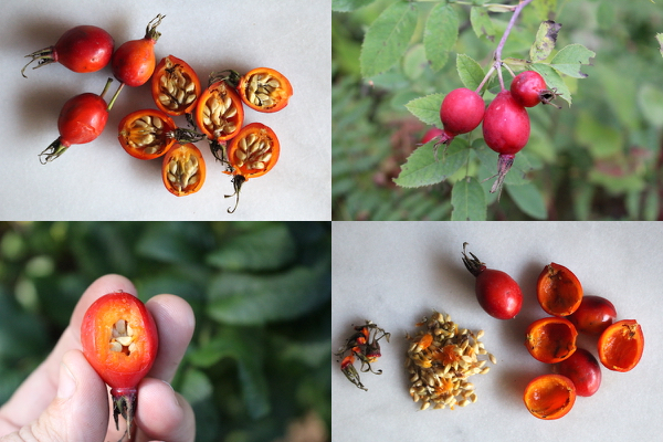 How to prepare rose hips as an edible wild fruit.