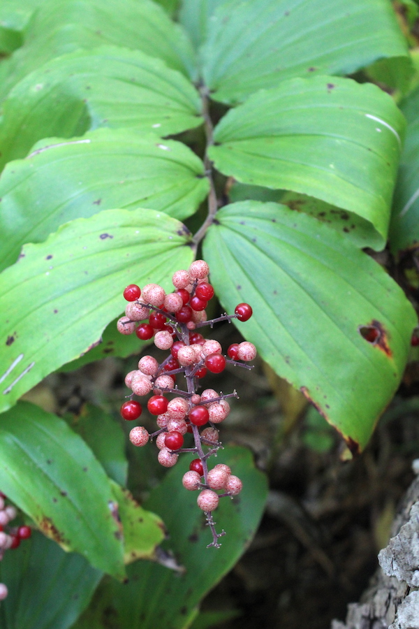 Edible wild berries of Solomon's Plume