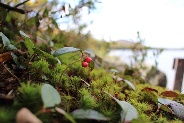 teaberry or wintergreen berries