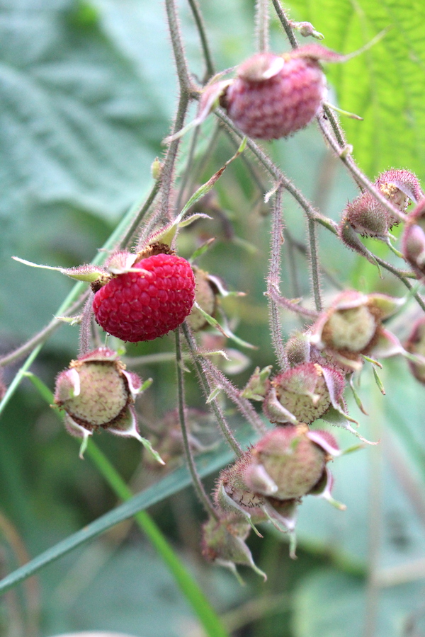 Thimbleberries