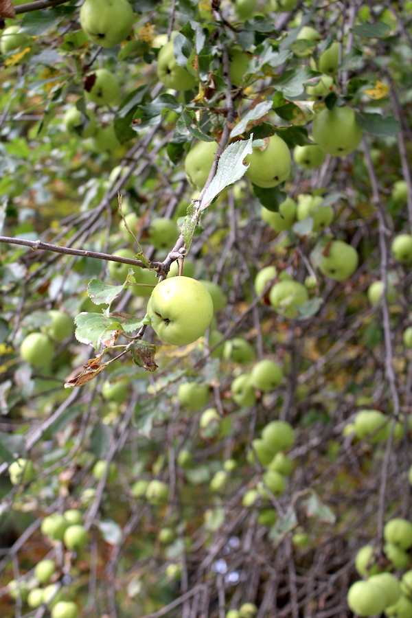 wild apples