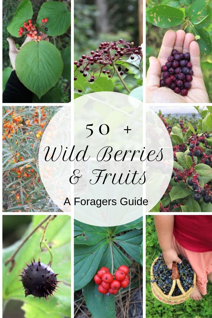 50+ Wild Edible Berries and Fruits ~ A Forager's Guide ~ There are literally thousands of edible wild plants, but wild fruits are some of the tastiest (and funnest) to find. Learn about new edible wild fruits with this foragers guide. #wildfood #wildcrafting #foraging #selfreliance