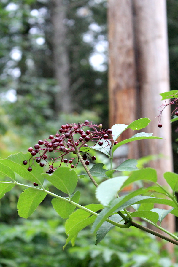 Wild Elderberries growing on a roadside in Vermont.