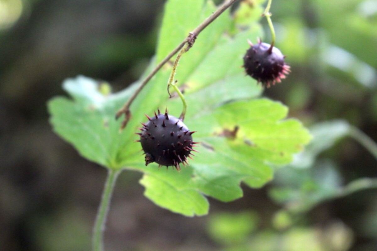 Wild Gooseberry Fruits