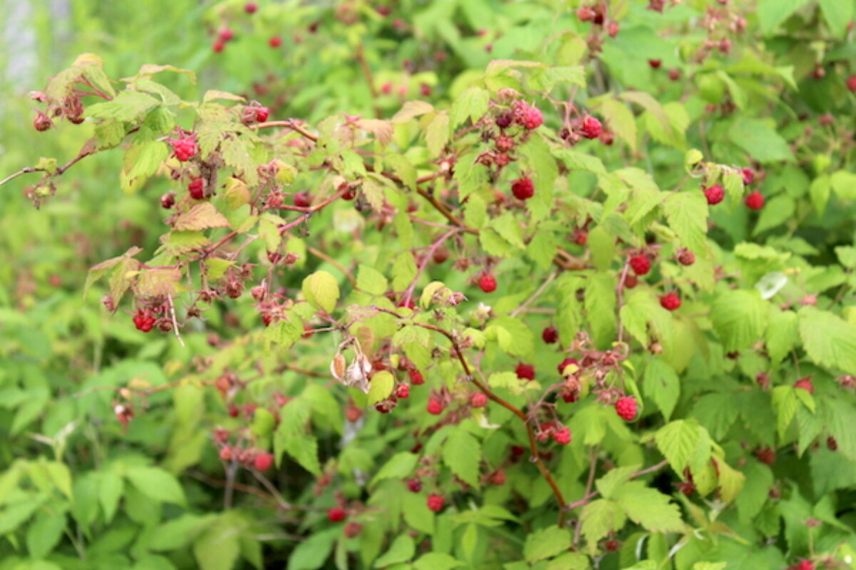 Wild edible berries of raspberries