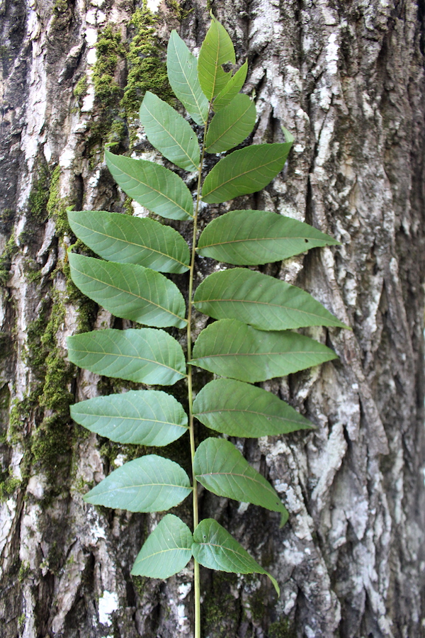 Butternut Tree Leaves