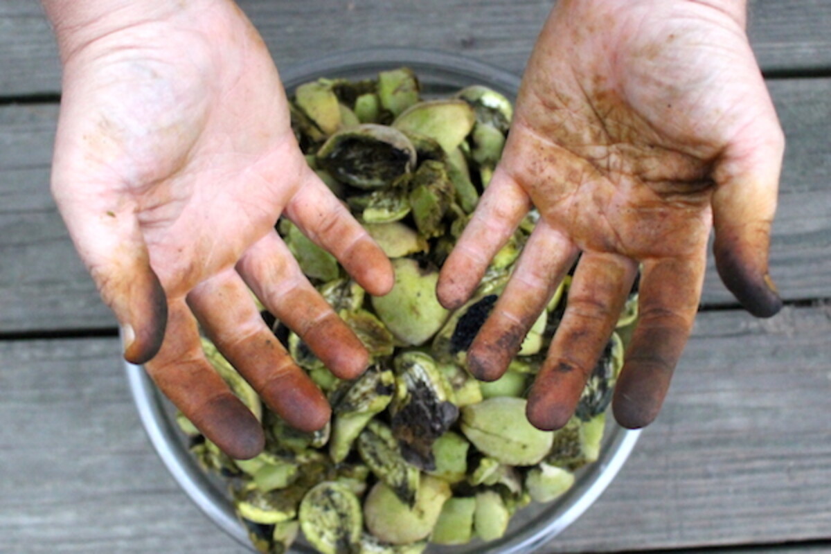 butternut stained hands