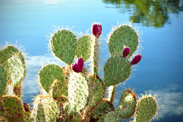 Prickly pear cactus fruits