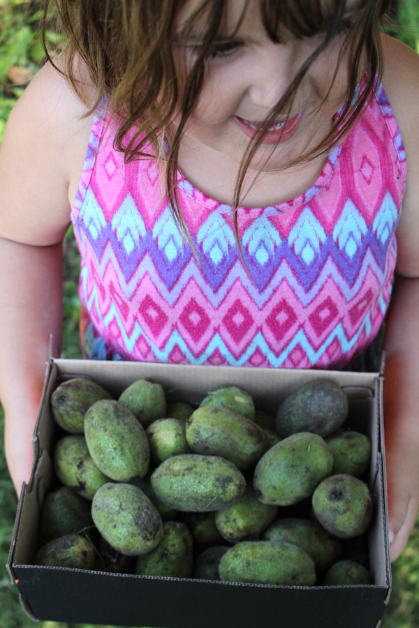 Child holding box of football shaped nuts, or butternuts in green husks