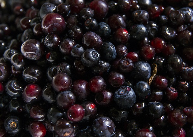 Wild edible berries from Huckleberry plants