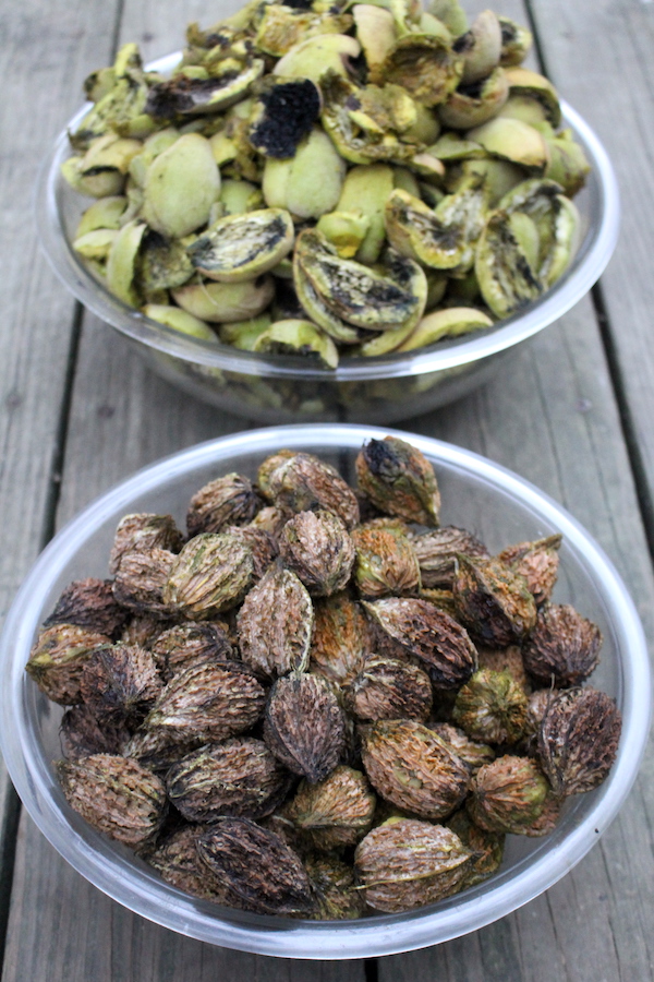 Butter nuts in brown shells (front) and their husks (back)
