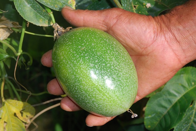 passionfruit